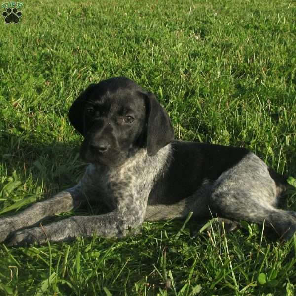 Hailey, German Shorthaired Pointer Puppy